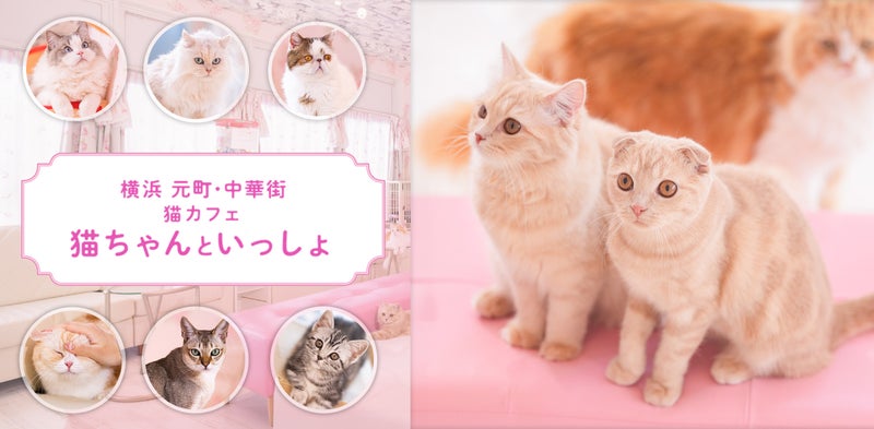 猫盛りだくさん！　横浜の猫カフェ「猫ちゃんといっしょ」の写真素材