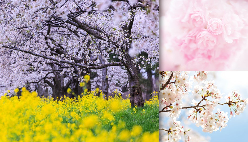 花のカテゴリに関連する写真素材・AI画像素材2751枚 - ぱくたそ