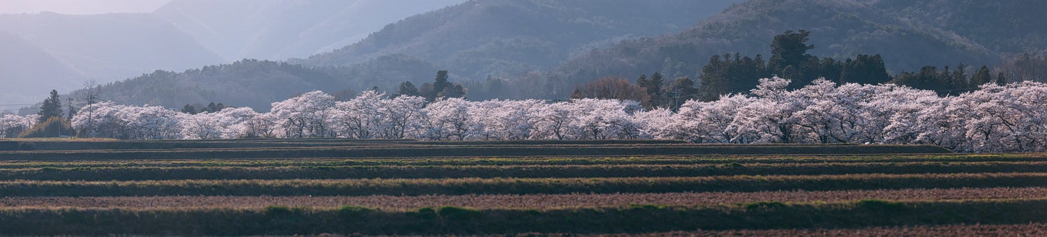 3kmに渡る長大な笹原川の千本桜の写真素材