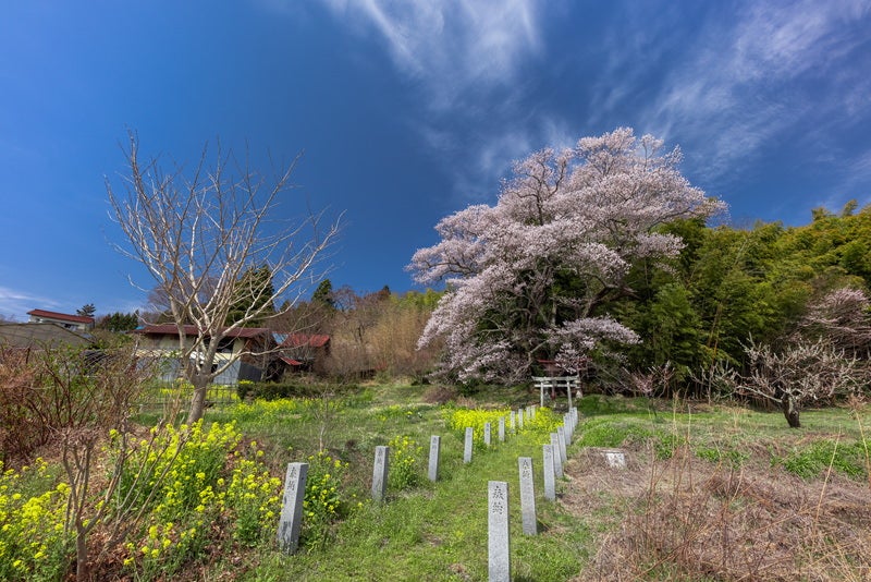 よく晴れた空と大和田稲荷神社の子授け桜の写真素材