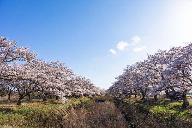 笹原川の両岸に咲く桜並木の写真素材