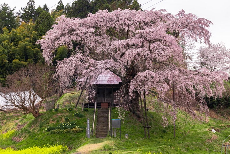 不動堂を包む上石の不動桜の写真素材