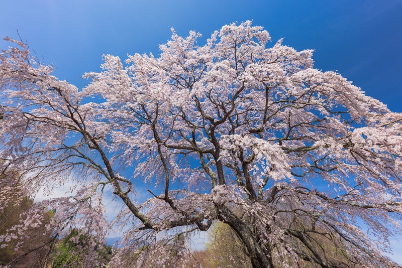 樹齢約150年のエドヒガン「五斗蒔田の桜」の写真素材