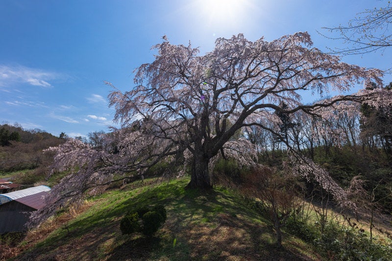 太陽を背にした五斗蒔田の桜の写真素材