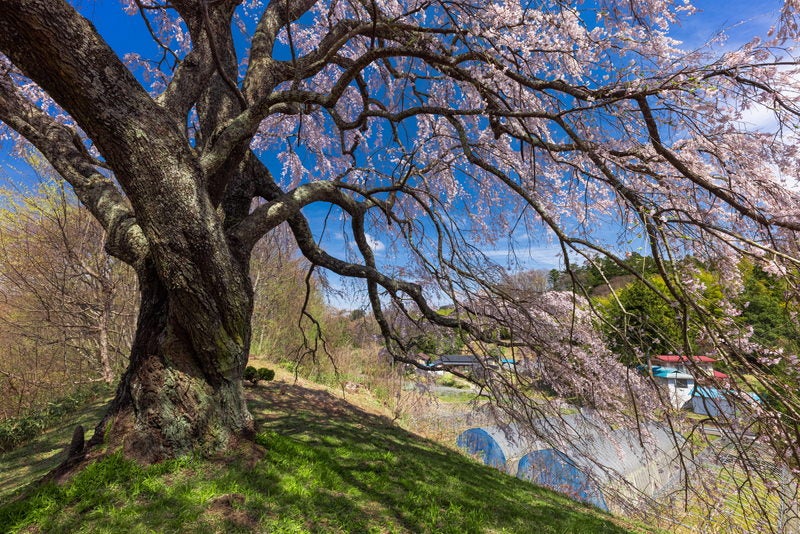 土手の上に咲く五斗蒔田の桜の写真素材