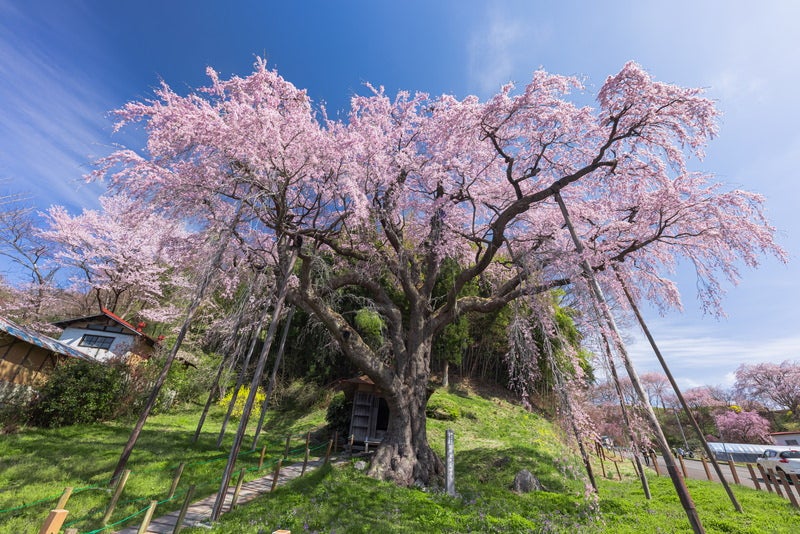 推定樹齢400年「延命地蔵尊・紅枝垂地蔵桜」の写真素材