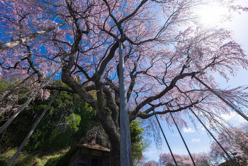根本から見上げる紅枝垂地蔵桜の写真素材