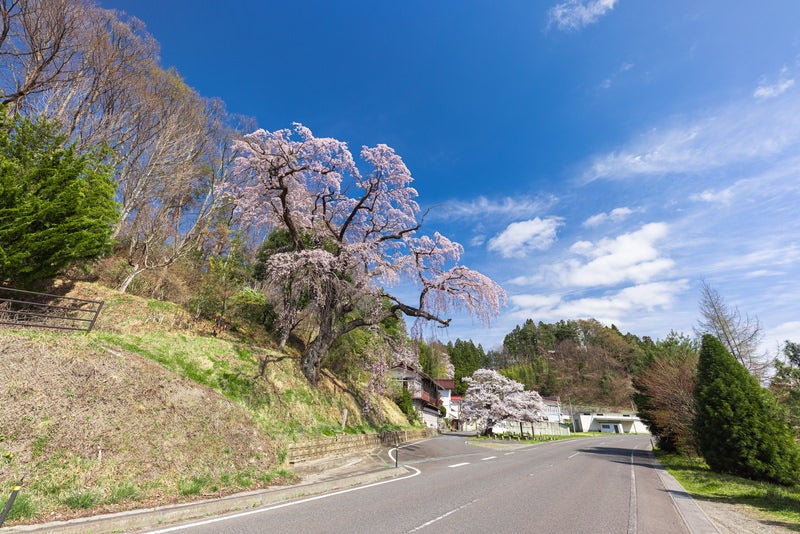 伊勢桜（しだれ桜）と青空の写真素材