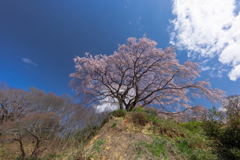 青空と表の桜の写真素材
