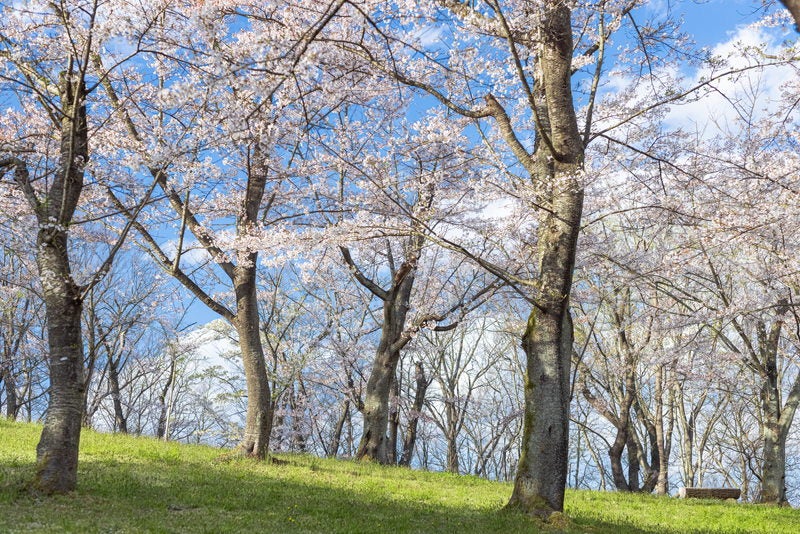 郡山市にある逢瀬公園の桜の写真素材