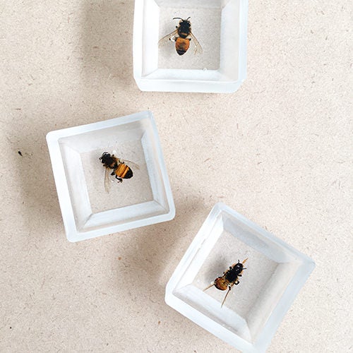 働き蜂（セイヨウミツバチ）の標本