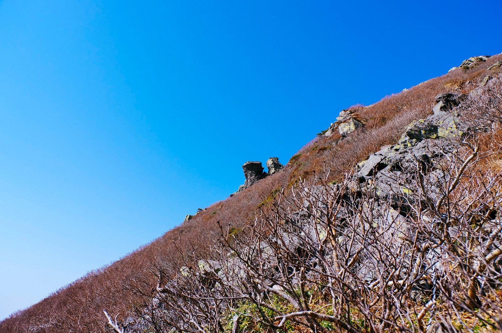 「冬枯れの木々に覆われた岩木山山頂」の写真