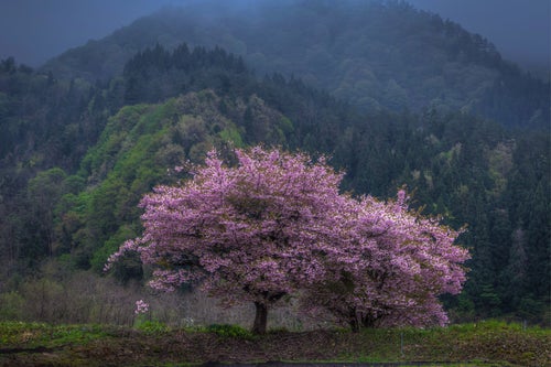 ひっそりと咲く山桜の写真