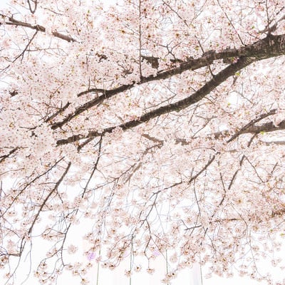 桜満開の春の写真