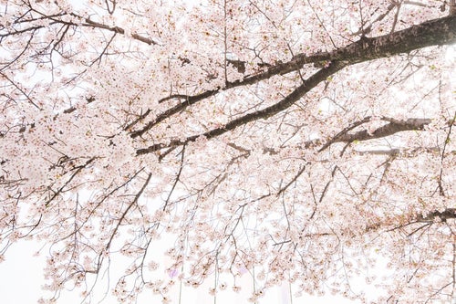 桜満開の春の写真