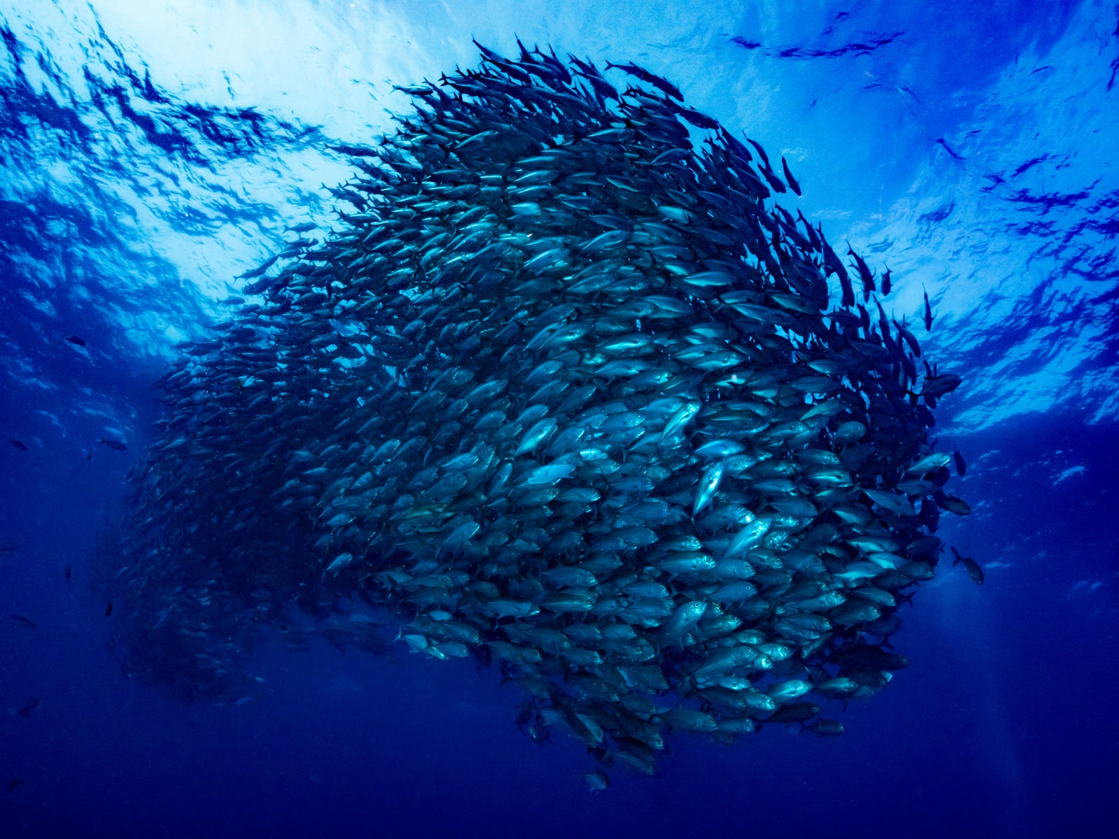 「群れで泳ぐギンガメアジ」の写真
