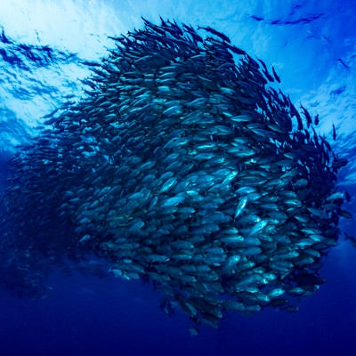 群れで泳ぐギンガメアジの写真