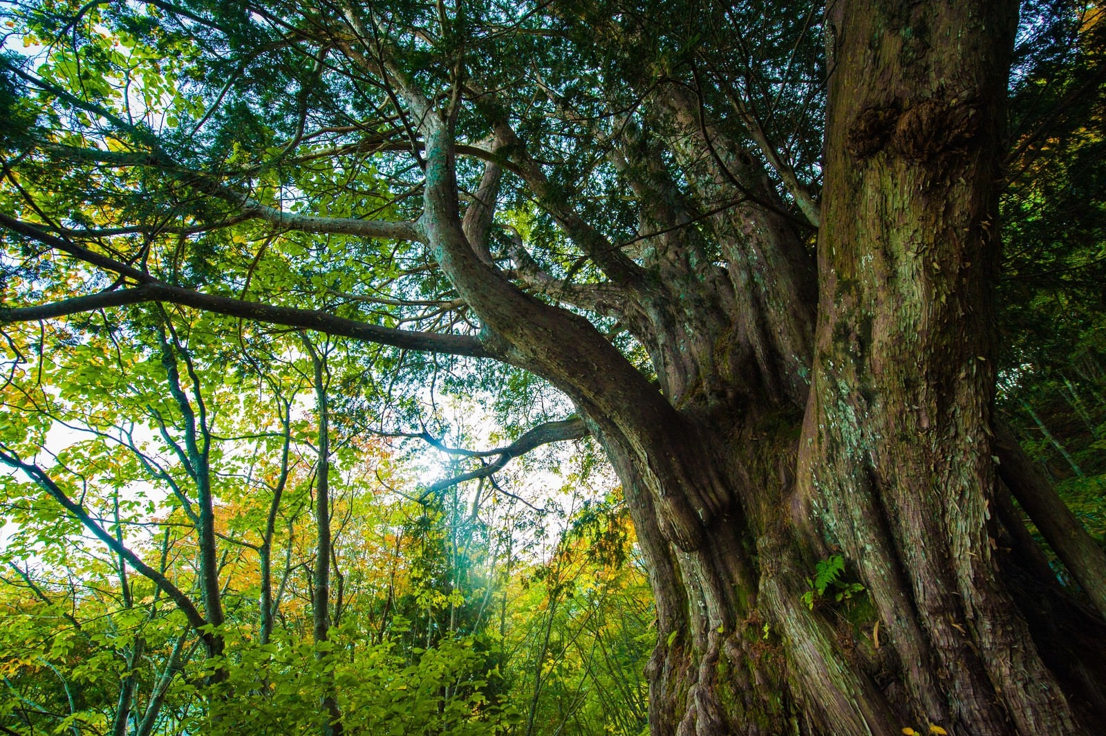 「森の巨人たち百選・平湯大ネズコ」の写真
