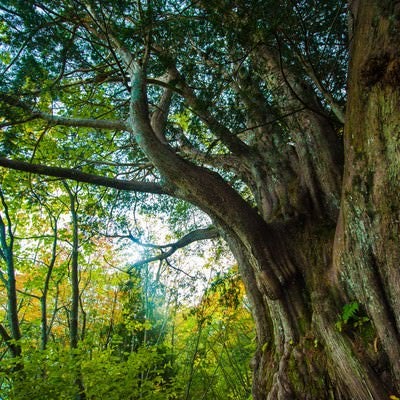 森の巨人たち百選・平湯大ネズコの写真