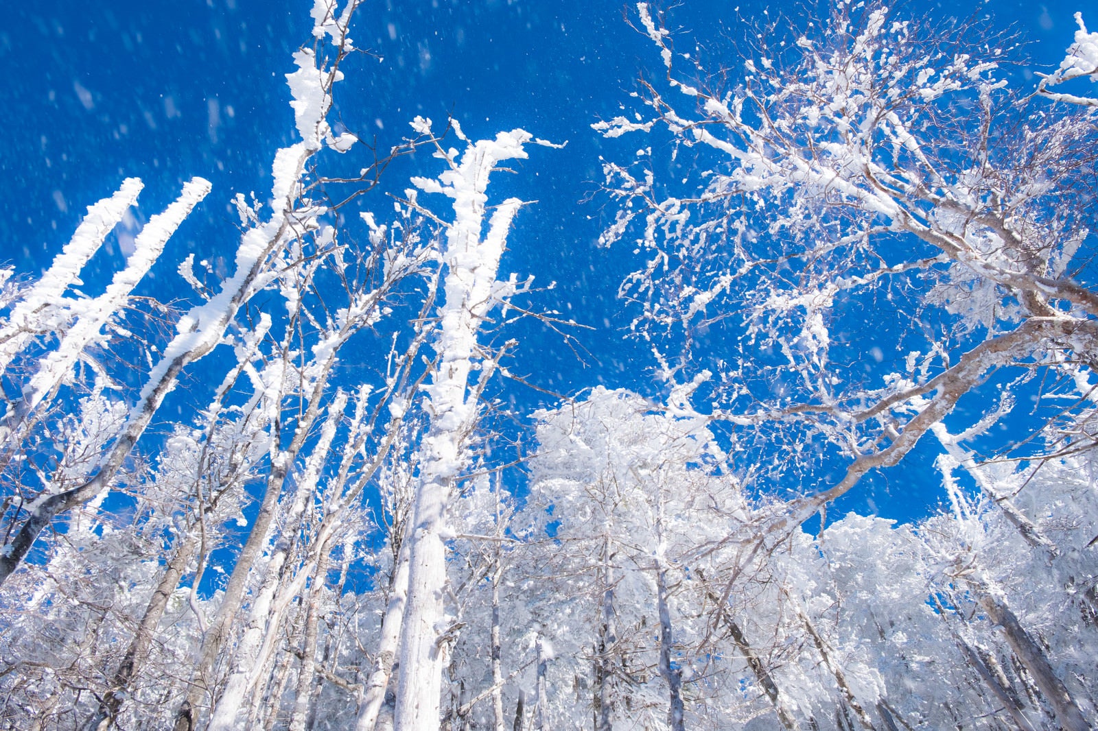 「八ヶ岳ブルーに舞い上がる霧氷の雪」の写真