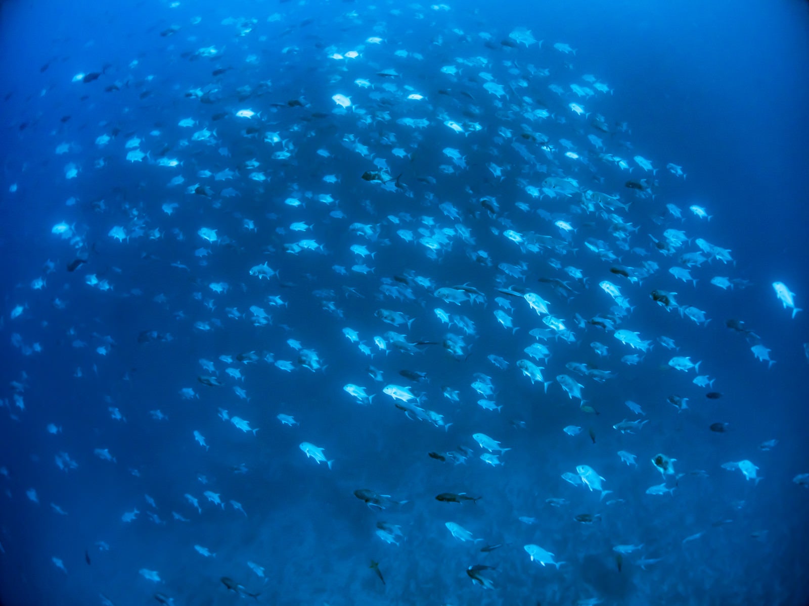 「海中の魚群（スキューバダイビング）」の写真