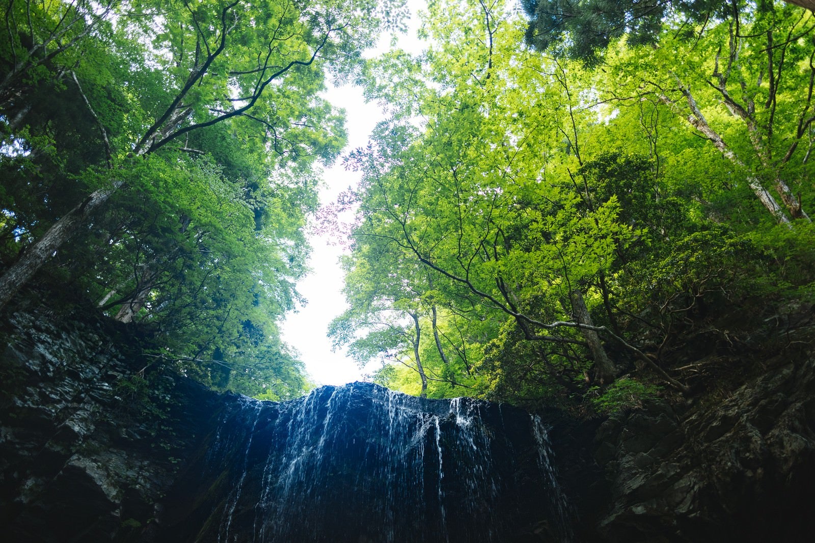 「新緑に包まれる岩井滝」の写真