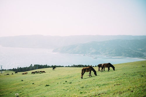 宮崎県の都井岬と馬の写真