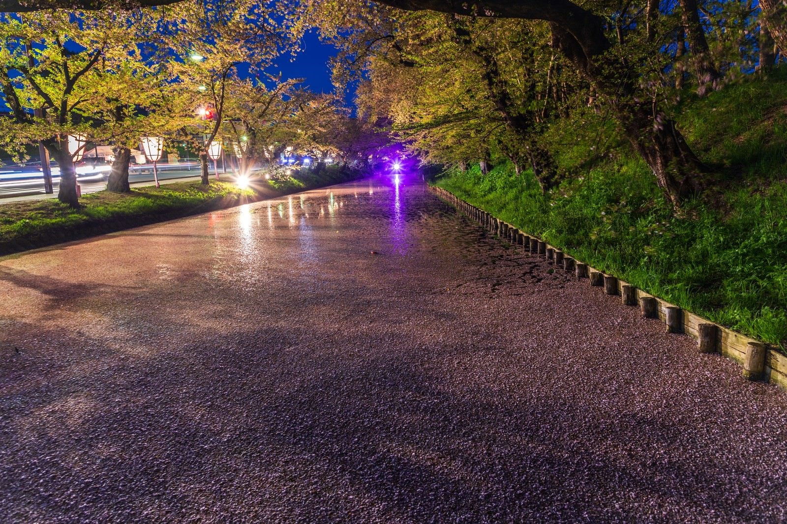 「夜桜（ライトアップ）の花筏」の写真