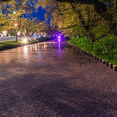 夜桜（ライトアップ）の花筏の写真
