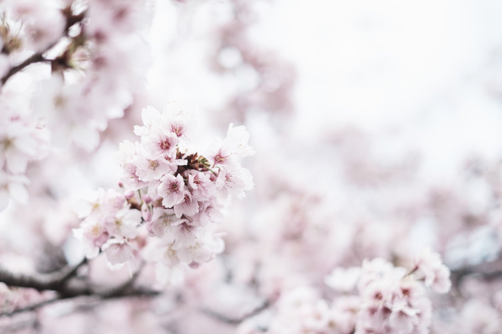 「春を告げる満開の桜」の写真