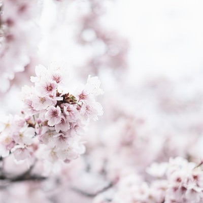 春を告げる満開の桜の写真