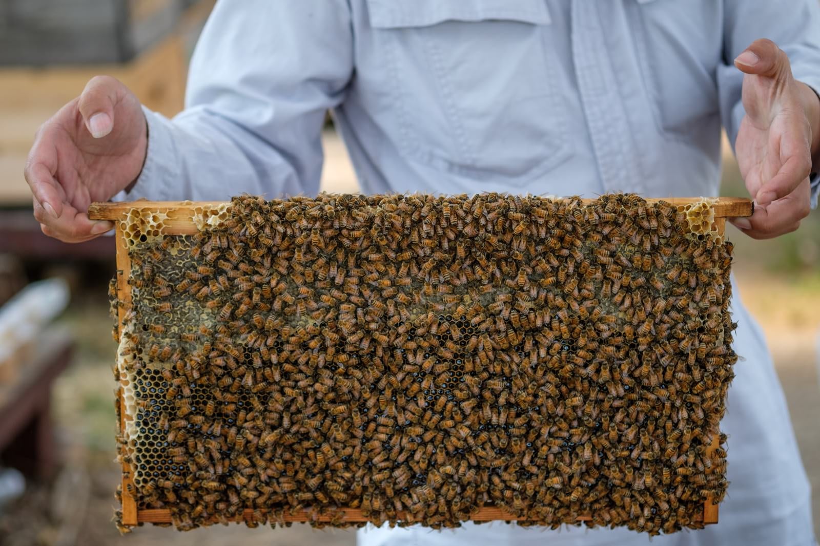「蜜の溜まっている巣板にビッシリのミツバチ」の写真