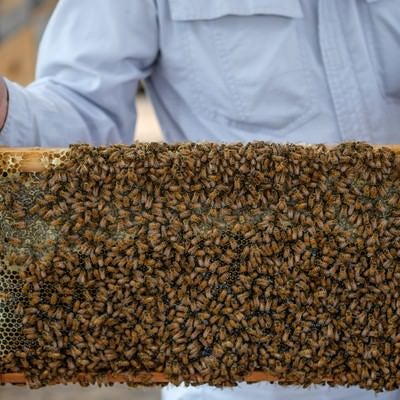 蜜の溜まっている巣板にビッシリのミツバチの写真