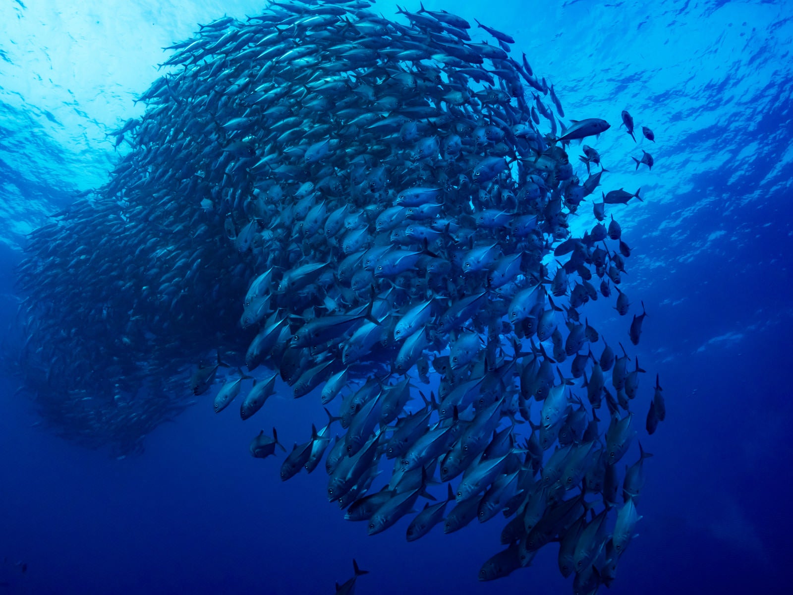 「一塊で泳ぐギンガメアジの魚群」の写真