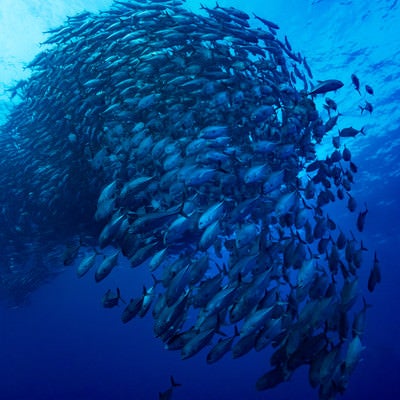 一塊で泳ぐギンガメアジの魚群の写真
