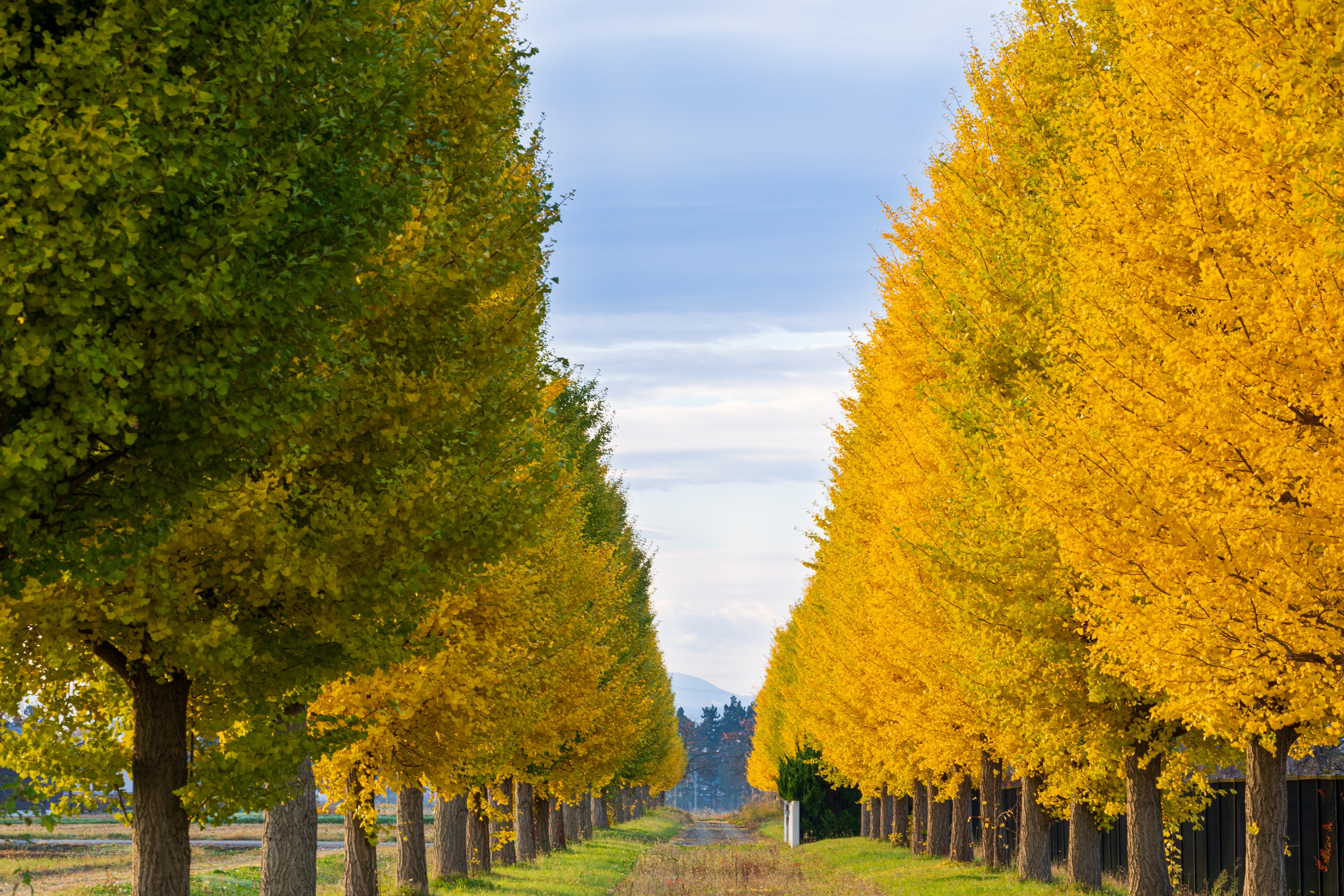 まっすぐな銀杏並木 - ぱくたそ