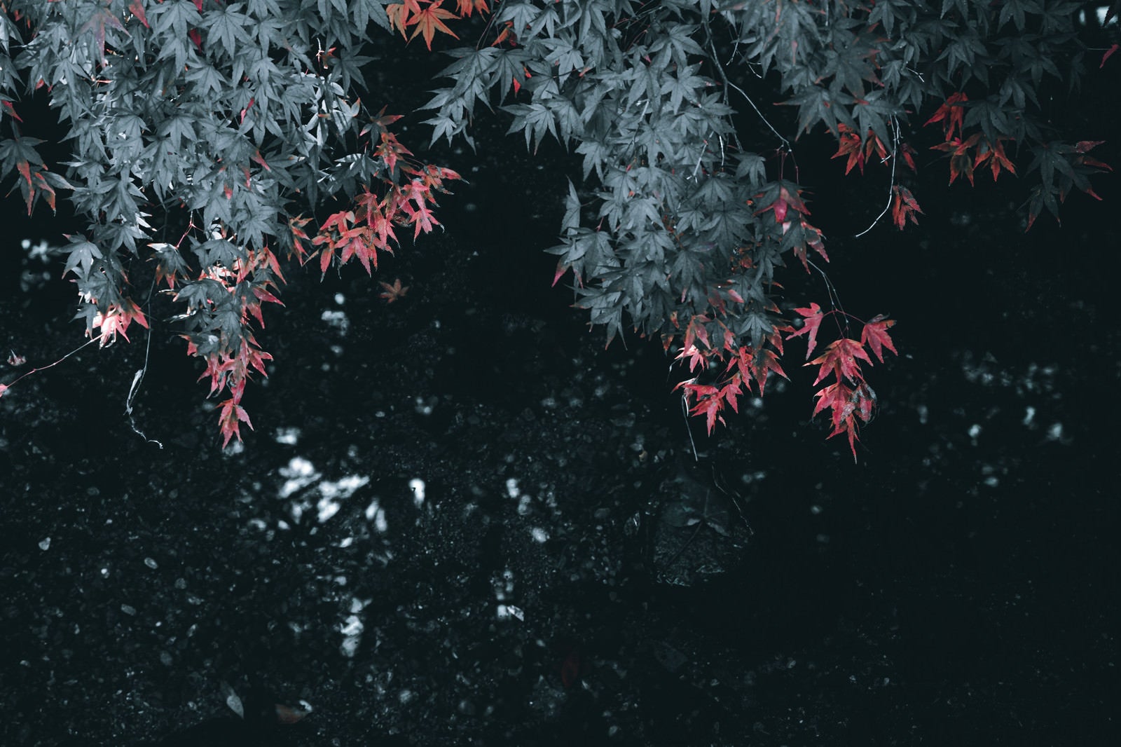 「紅く色づく葉」の写真