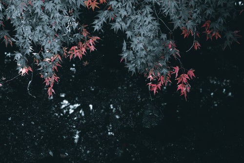 紅く色づく葉の写真