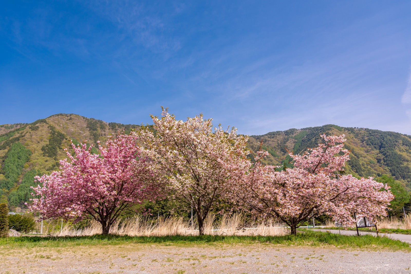 「空き地に咲く桜」の写真