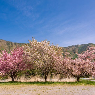 空き地に咲く桜の写真