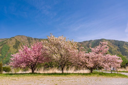 空き地に咲く桜の写真
