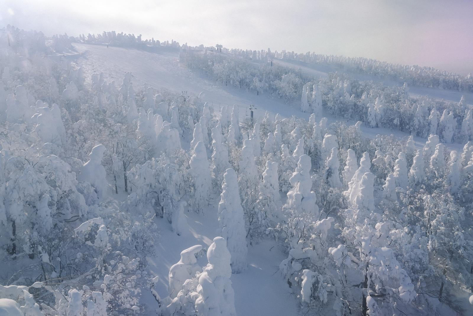 「ロープウェイから眺める蔵王の樹氷」の写真