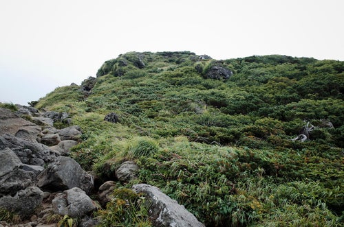 ハイマツと草が生い茂る曇りの日の暗い登山道（鳥海山）の写真