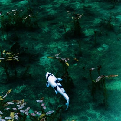 モネの池の鯉の写真