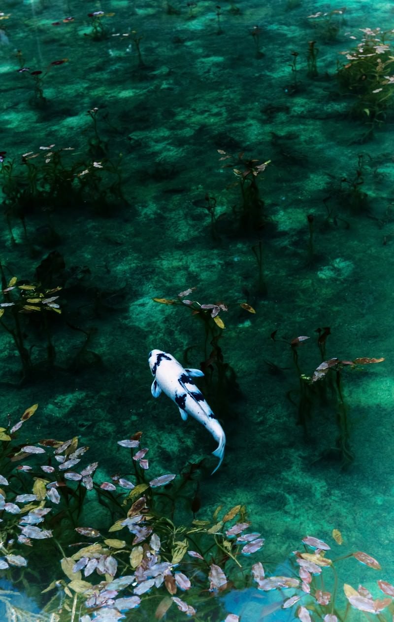 「モネの池の鯉」の写真