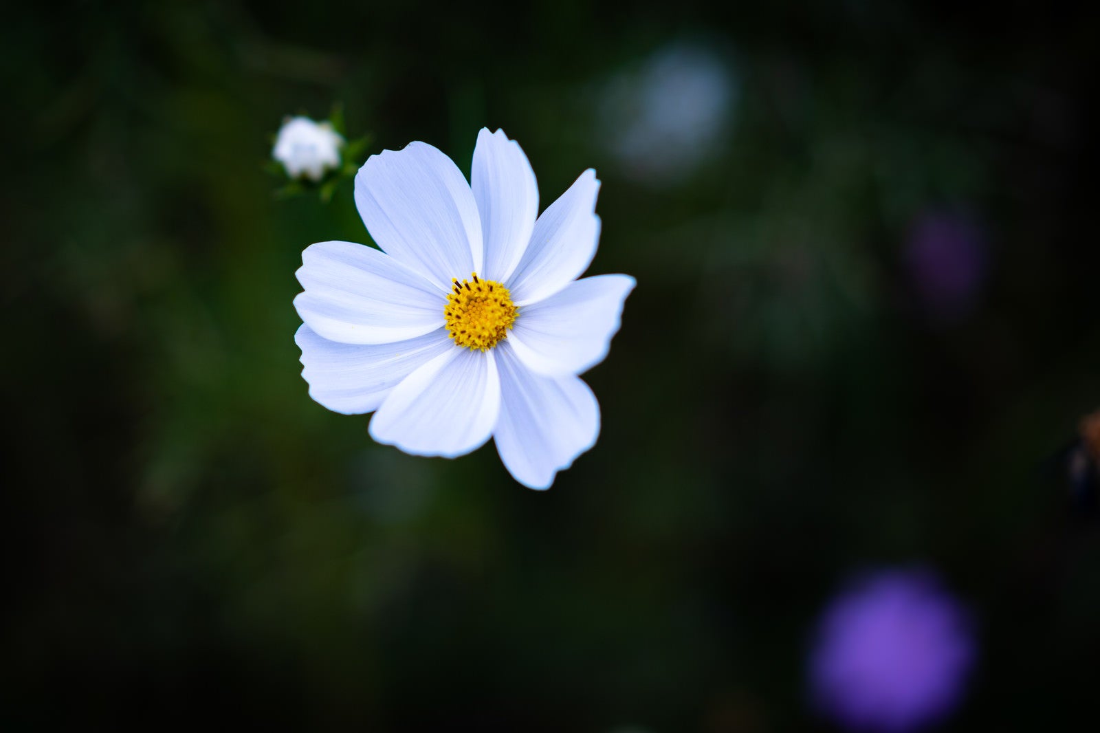 「白い花弁のコスモス」の写真