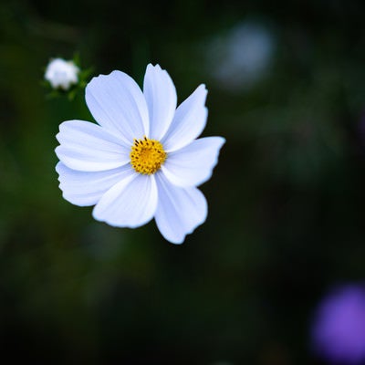 白い花弁のコスモスの写真
