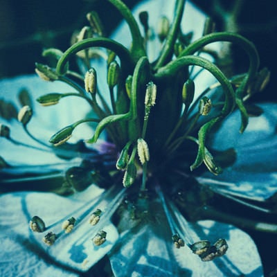 しだれ落ちる花糸と葯の写真