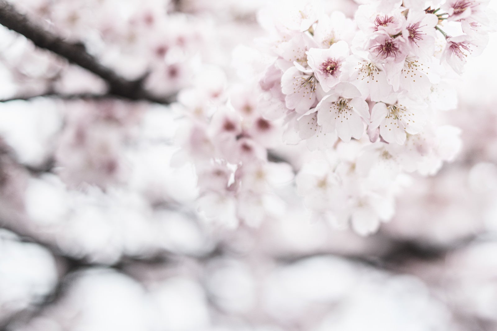 「満開を迎える桜」の写真