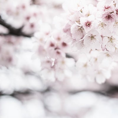 満開を迎える桜の写真